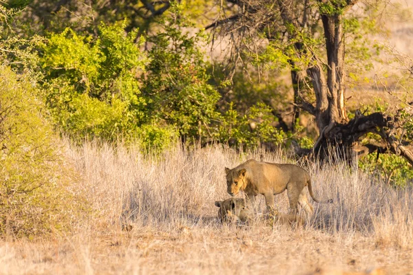 Dos leones machos jóvenes acostados en el suelo en el arbusto. Safari de vida silvestre en el Parque Nacional Kruger, principal atracción turística de Sudáfrica . — Foto de Stock