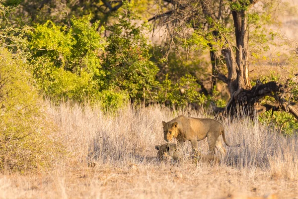 Two young male Lions lying down on the ground in the bush. Wildlife safari in the Kruger National Park, main tourist attraction in South Africa. — ストック写真