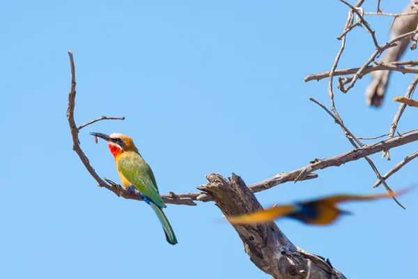 Gros plan d'un mignon mangeur d'abeilles coloré perché sur la branche d'Acacia. Vue téléobjectif, ciel bleu clair. Parc national Mapungubwe, Sud — Photo