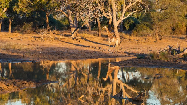 Žirafa, chůzi směrem k Napajedla při západu slunce. Wildlife Safari v Mapungubwe národní Park, Jihoafrická republika. Malebné měkké teplé světlo. — Stock fotografie