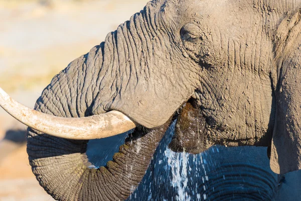 Primer plano y retrato de un enorme elefante africano bebiendo del abrevadero. Safari de Vida Silvestre en el Parque Nacional Kruger, el principal destino turístico de Sudáfrica . — Foto de Stock