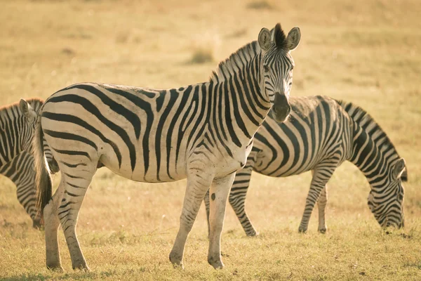 群斑马放牧在灌木丛中。野生动物的 Safari 在克鲁格国家公园，主要的旅游目的地在南非。健美的形象，老式旧复古风格. — 图库照片