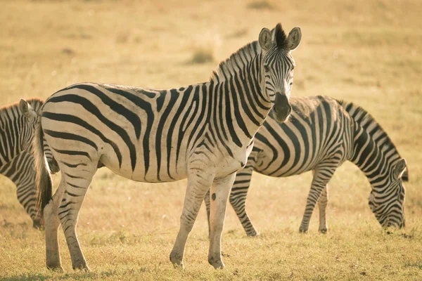 Manada de cebras pastando en el arbusto. Safari de Vida Silvestre en el Parque Nacional Kruger, principal destino turístico de Sudáfrica. Imagen tonificada, estilo retro antiguo vintage . — Foto de Stock