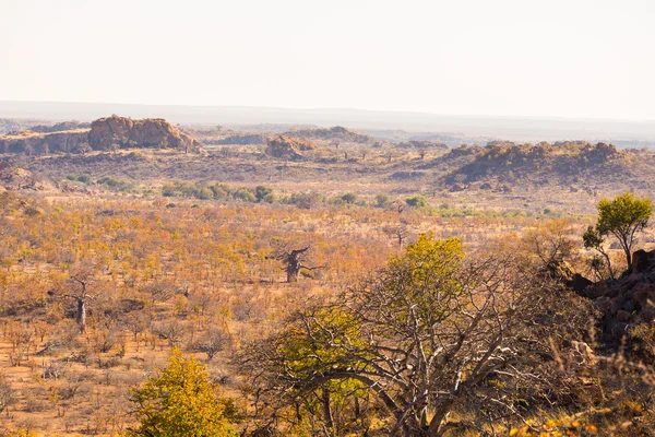 El paisaje desértico del Parque Nacional de Mapungubwe, destino turístico discreto pero majestuoso en Sudáfrica. Acacia trenzada y enormes árboles Baobab con acantilados de arenisca roja . — Foto de Stock