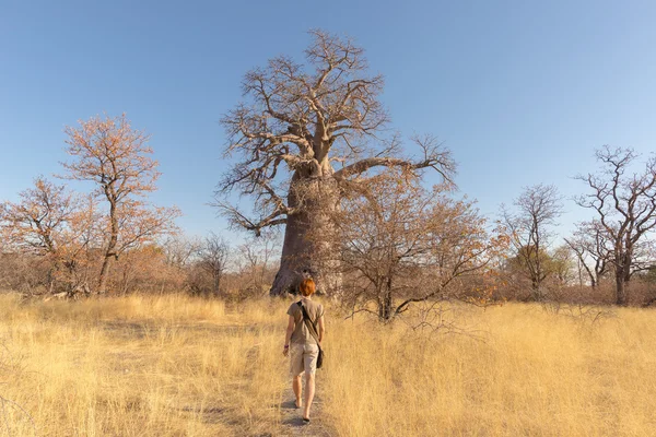 Afrika Savannah büyük Baobab bitki ve akasya ağaçları grove doğru yürüyen turist. Açık mavi gökyüzü. Macera ve keşif Botswana, Afric içinde en çekici seyahat destionation — Stok fotoğraf