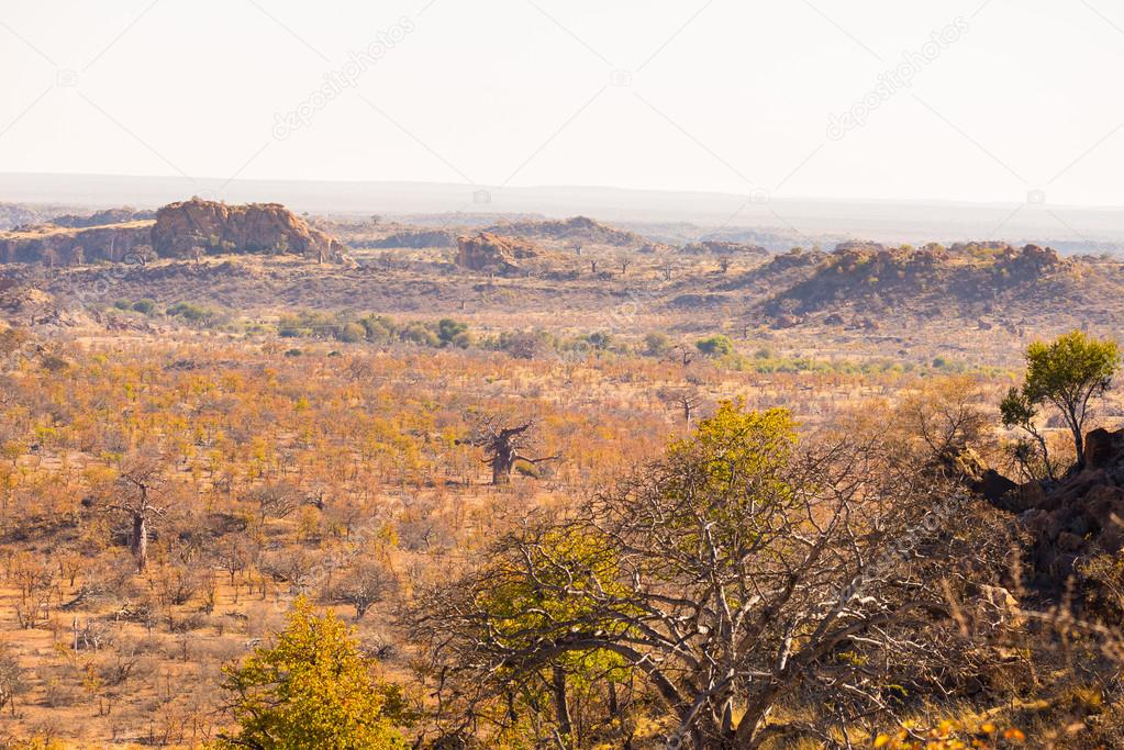 The desert landscape of Mapungubwe National Park, low key but majestic travel destination in South Africa. Braided Acacia and huge Baobab trees with red sandstone cliffs.