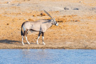 Su birikintisinin ışığında yakın yürüyüş Afrika antilobu. Yaban hayatı Safari etkin Milli Parkı'nda, ana hedef Namibya, Afrika seyahat.