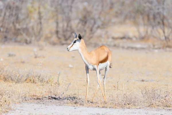 Springbok legeltetés a bokor. Vadon élő állatok Safari a Etosha Nemzeti Park, híres úticél Namíbia, Afrika. — Stock Fotó