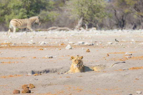 Joven hombre perezoso León acostado en el suelo y mirando a la cámara. Cebra (desenfocada) caminando sin ser perturbada en el fondo. Safari de vida silvestre en el Parque Nacional Etosha, Namibia, África . —  Fotos de Stock