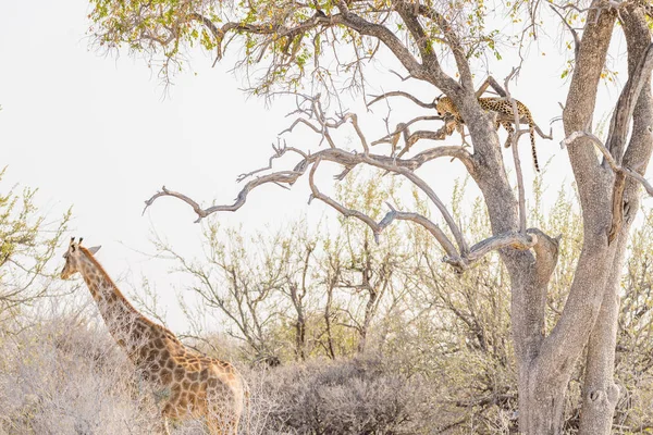 Leopardo posado en la rama de Acacia contra el cielo blanco. Jirafa caminando sin ser molestada. Safari de vida silvestre en el Parque Nacional Etosha, principal destino de viaje en Namibia, África . — Foto de Stock
