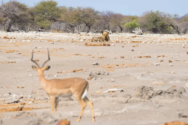 Joven macho león perezoso acostado en el suelo a lo lejos y mirando a Impala, desenfocado en primer plano. Safari de vida silvestre en el Parque Nacional Etosha, Namibia, África . — Foto de Stock