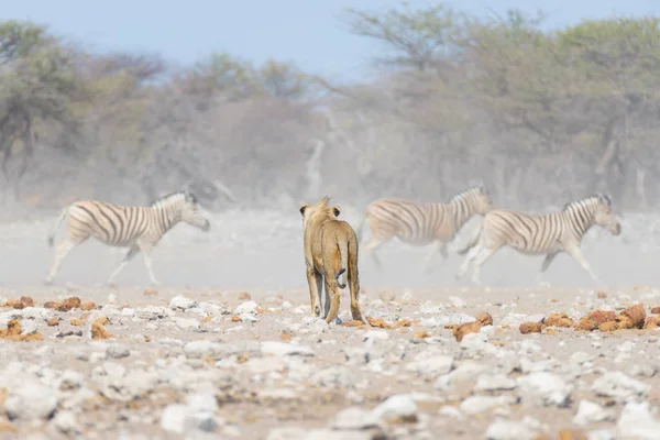 Giovane leone maschio, pronto per l'attacco, camminando verso branco di Zebre in fuga, sfocato sullo sfondo. Safari naturalistico nel Parco Nazionale di Etosha, Namibia, Africa . — Foto Stock