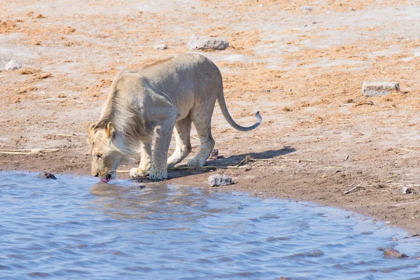 Молодий самця лева, пити з waterhole при денному світлі. Дика природа сафарі в Національний парк Етоша, основні подорожувати призначення в Намібії, Африка. — стокове фото