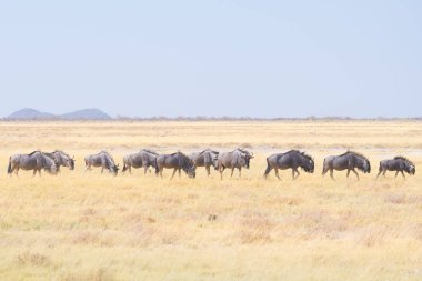 Mavi ormanda otlatma antilop sürüsü. Yaban hayatı Safari etkin Milli Parkı'nda, ünlü seyahat hedef Namibya, Afrika.