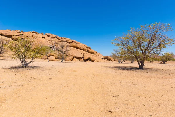 O deserto de Namib em Twyfelfontein, na majestosa região de Damaraland Brandberg, destino de viagem panorâmico na Namíbia, África. Árvore de acácia trançada e culturas de granito intemperadas . — Fotografia de Stock