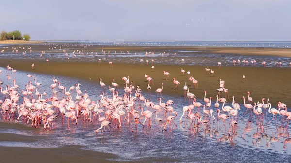 Group of pink flamingos on the sea at Walvis Bay, the atlantic coast of Namibia, Africa.