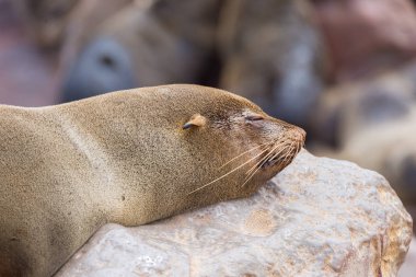 Cape çarmıhta, Namibya, Afrika Atlantik sahil mühür koloniye. Kayada uyuklayan mühür yüzüne yakın çekim.