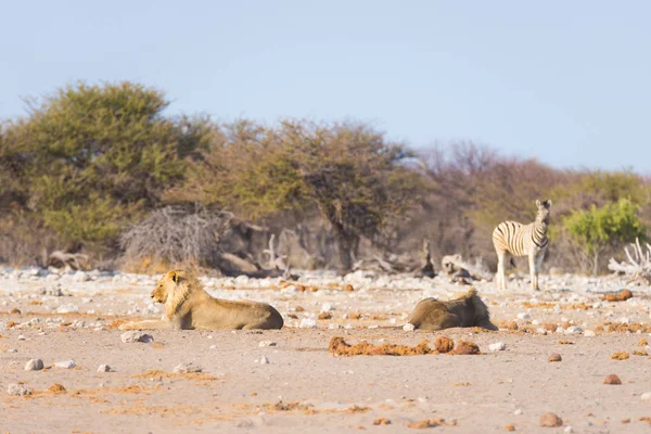 两个的年轻男性懒狮子躺在地面上。斑马 （离焦） 走在宁静的背景。野生动物的 safari 在主要旅游景点在非洲纳米比亚埃托沙国家公园. — 图库照片