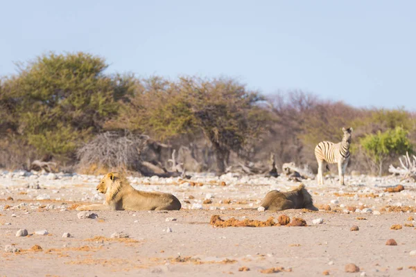 Dos jóvenes leones perezosos que yacen en el suelo. Cebra (desenfocada) caminando sin ser perturbada en el fondo. Safari de vida silvestre en el Parque Nacional Etosha, principal atracción turística en Namibia, África . — Foto de Stock