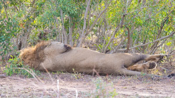 Duże figlarny lew, w pozycji leżącej na plecach w buszu Kruger National Park, RPA. — Zdjęcie stockowe