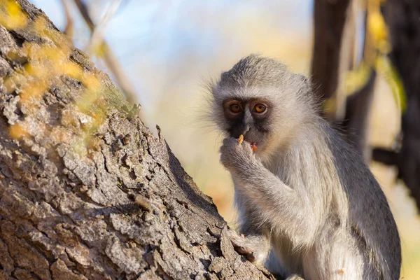 Mono vervet (Chlorocebus pygerythrus) comiendo nueces en un árbol en el Parque Nacional Marakele, destino de viaje en Sudáfrica. De cerca. . — Foto de Stock