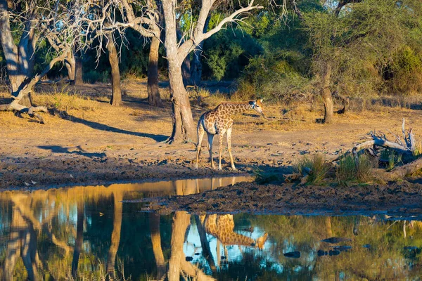 Jirafa caminando hacia el abrevadero al atardecer. Safari de Vida Silvestre en el Parque Nacional Mapungubwe, Sudáfrica. Luz cálida suave escénica . — Foto de Stock