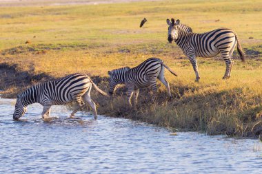 Zebralar Chobe nehir geçiş. Sıcak günbatımı ışığı parlıyor. Yaban hayatı Safari Afrika Milli Parklar ve yaban hayatı rezervleri.
