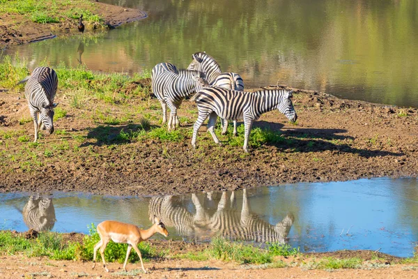 Herd of Zebras bea din râul Shingwedzi în Parcul Național Kruger, principala destinație de călătorie din Africa de Sud . — Fotografie, imagine de stoc