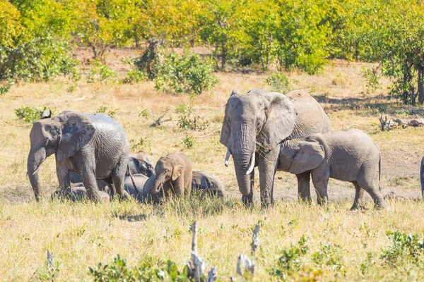 Rebanho de elefantes africanos brincando com água e lama no mato. Safari de vida selvagem no Parque Nacional Kruger, o principal destino de viagem na África do Sul . — Fotografia de Stock