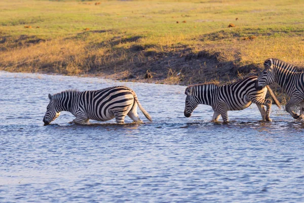 Zebras atravessando o rio Chobe. Luz quente do pôr-do-sol. Safari de vida selvagem nos parques nacionais africanos e reservas de vida selvagem . — Fotografia de Stock