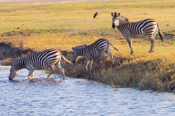 Zebry skrzyżowania rzeki Chobe. Świecące ciepłe światło zachód słońca. Wildlife Safari w afrykańskich parków narodowych i rezerwatów przyrody. — Zdjęcie stockowe