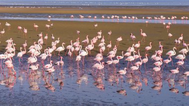 Walvis Bay, Namibya, Afrika Atlantik sahil, deniz üzerinde pembe flamingolar grup.