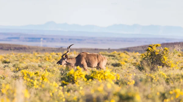 Червоний Hartebeest ходьбі в кущах. Safari дикої природи в національному парку кару, туристичні місця призначення в Південній Африці. — стокове фото