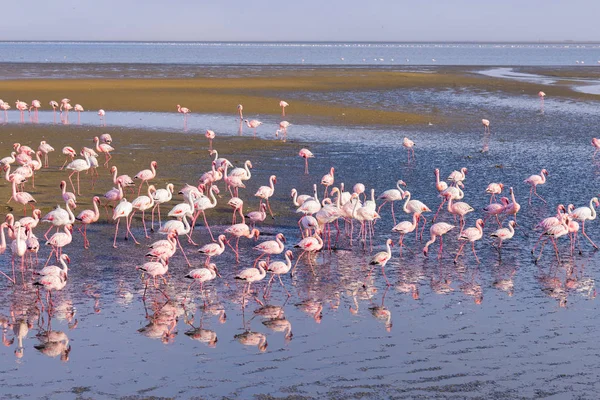 Grupo de flamingos rosados no mar em Walvis Bay, costa atlântica da Namíbia, África . — Fotografia de Stock