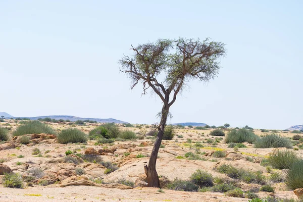 De Namib woestijn, roadtrip in de prachtige Namib Naukluft National Park, reis bestemming en Markeer in Namibië, Afrika. Gevlochten Acacia boom en rode zandduinen. — Stockfoto