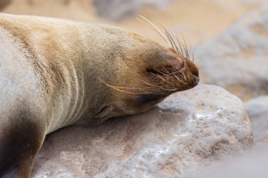 Cape çarmıhta, Namibya, Afrika Atlantik sahil mühür koloniye. Kayada uyuklayan mühür yüzüne yakın çekim.