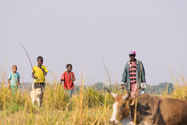 Ngoma, Namibia - August 16, 2016: Hard rural life in the African Savannah. Young and adult shepherds in the rural Caprivi Strip, the most populated region in Namibia, Africa.