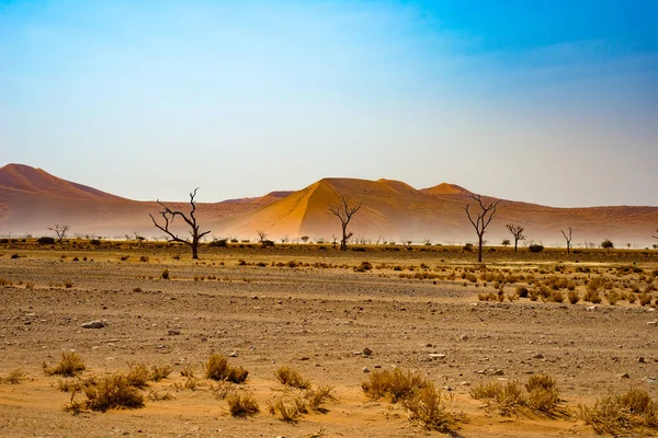 纳米布沙漠，旅途中的精彩纳米布诺克国家公园，旅行的目的地在纳米比亚，非洲。编织相思树和红沙丘。早晨的阳光、 雾和雾. — 图库照片