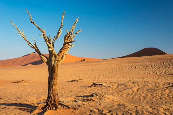 Doğal Sossusvlei ve Deadvlei, kil ve görkemli kum tepeleri tarafından çevrili örgülü akasya ağaçları ile tuz pan. Namib Naukluft Milli Parkı, ana ziyaretçi cazibe ve Namib seyahat hedef — Stok fotoğraf