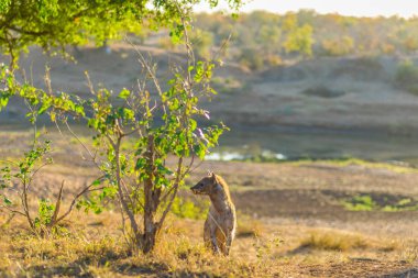Spotted Hyena standing in the bush at sunrise. Wildlife Safari in Kruger National Park, the main travel destination in South Africa. clipart