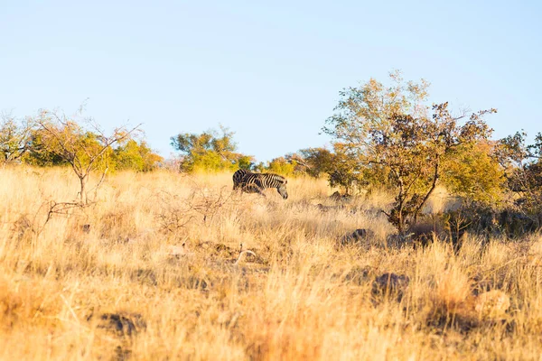 Zebra pastando no mato ao pôr-do-sol. Safari de vida selvagem no pitoresco Parque Nacional Marakele, destino de viagem na África do Sul . — Fotografia de Stock