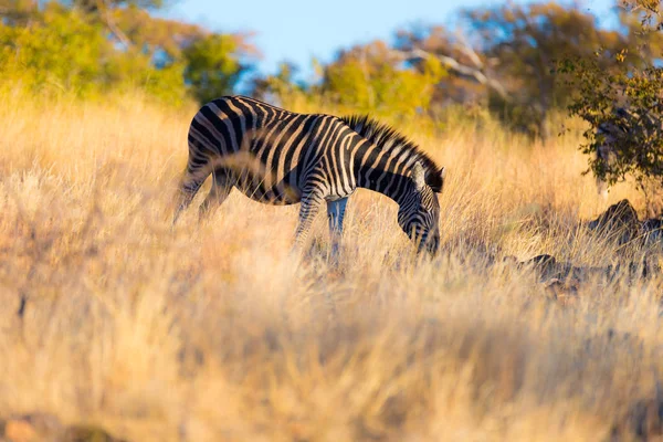 Zèbre broutant dans la brousse au coucher du soleil. Safari animalier dans le pittoresque parc national Marakele, destination de voyage en Afrique du Sud . — Photo