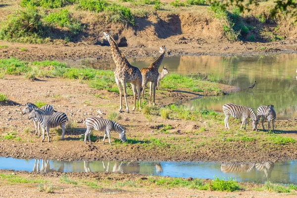 Rebanho de Zebras, Girafas e Antelopes pastando na margem do rio Shingwedzi no Parque Nacional Kruger, principal destino de viagem na África do Sul. Quadro idílico . — Fotografia de Stock