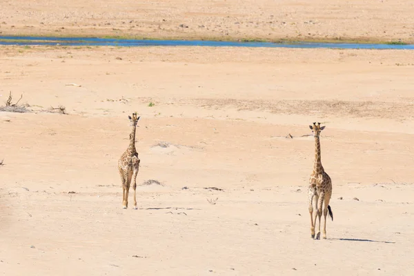 Couple of Giraffe walking in the bush on the desert pan, daylight. Wildlife Safari in the Etosha National Park, the main travel destination in Namibia, Africa.