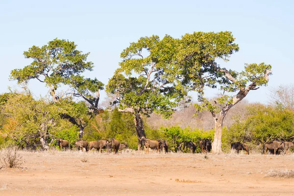 Manada de ñus azules pastando en el arbusto. Safari de Vida Silvestre en el Parque Nacional Etosha, famoso destino turístico en Namibia, África . — Foto de Stock