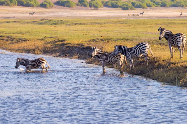 Zebry skrzyżowania rzeki Chobe. Świecące ciepłe światło zachód słońca. Wildlife Safari w afrykańskich parków narodowych i rezerwatów przyrody. — Zdjęcie stockowe