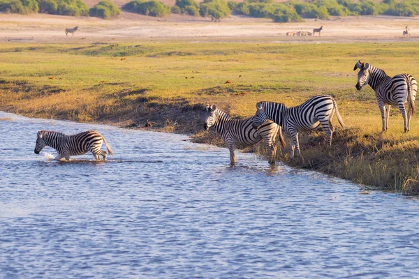 Zebras atravessando o rio Chobe. Luz quente do pôr-do-sol. Safari de vida selvagem nos parques nacionais africanos e reservas de vida selvagem . — Fotografia de Stock