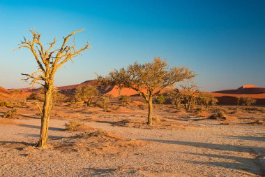 Doğal Sossusvlei ve Deadvlei, kil ve görkemli kum tepeleri tarafından çevrili örgülü akasya ağaçları ile tuz pan. Namib Naukluft Milli Parkı, ana ziyaretçi cazibe ve Namib seyahat hedef