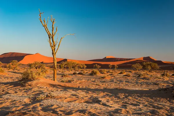 O cênico Sossusvlei e Deadvlei, barro e saleiro com árvores de Acácia trançadas cercadas por majestosas dunas de areia. Namib Naukluft National Park, principal atração do visitante e destino de viagem em Namib — Fotografia de Stock