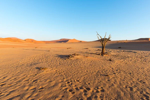 O cênico Sossusvlei e Deadvlei, barro e saleiro com árvores de Acácia trançadas cercadas por majestosas dunas de areia. Namib Naukluft National Park, principal atração do visitante e destino de viagem em Namib — Fotografia de Stock